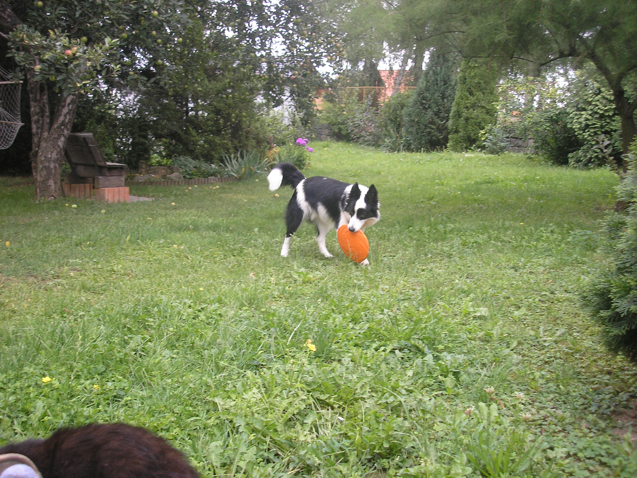 miki dogfrisbee 2